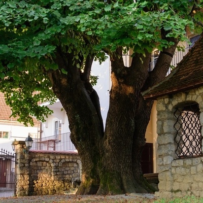 Na vrtu Ipavčeve hiše, pod stoletno lipo, stoji Plečnikov vodnjak.