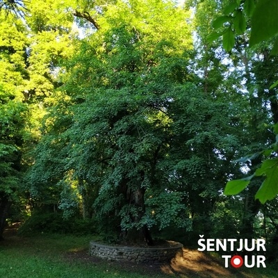 Zahodno od gradu leži grajski park z redkimi vrstami.