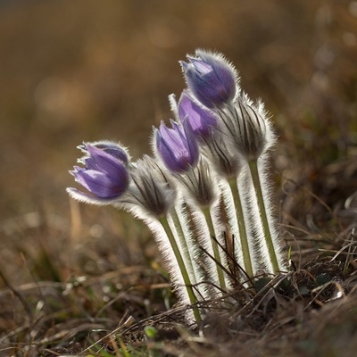 European Pasqueflower