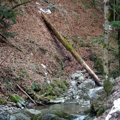 The Sevnična Gorge enchants with its wild nature.