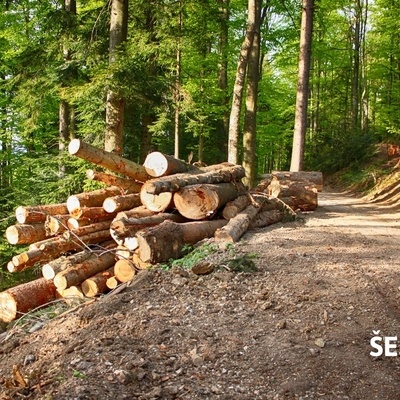 On Bohor, you will likely encounter foresters who manage the local forests.