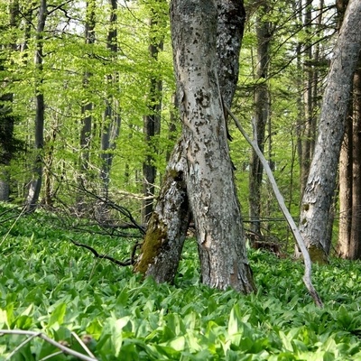 Mali Javornik captivates with its easy accessibility, and in spring with fields of wild garlic.