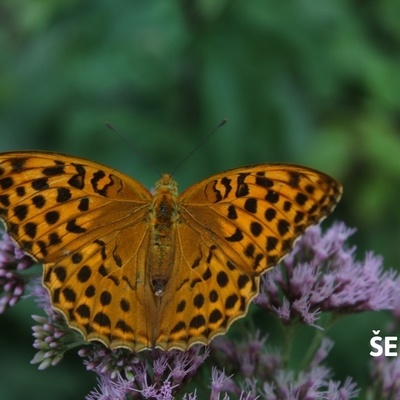 Rare plants and animals can be found on Bohor.