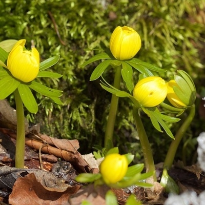 This early harbinger of spring often blooms as soon as the snow begins to melt.