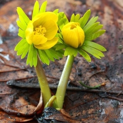 The winter aconite grows 5 to 15 cm tall and has only a single blossom.