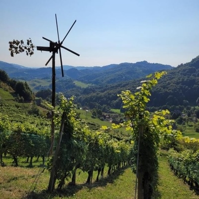 Paridol in Slivnica pri Celju sta poznana po vinogradih.