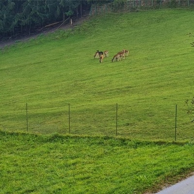 Ponudniki imajo v bližini kmetijo s čredo srn.